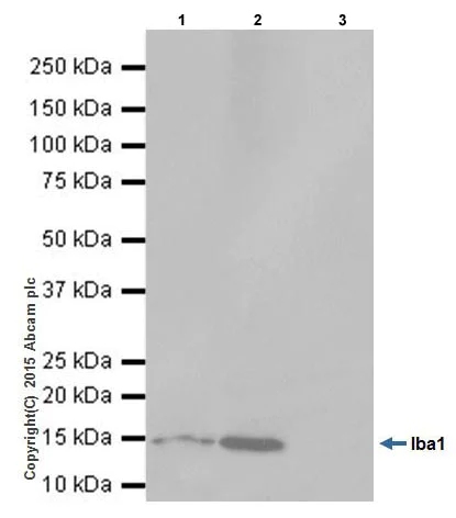 Immunoprecipitation - Anti-Iba1 antibody [EPR16589] - BSA and Azide free (AB221790)