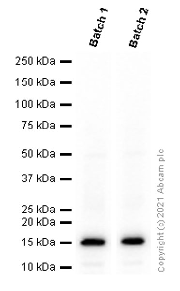 Western blot - Anti-Iba1 antibody [EPR16589] - BSA and Azide free (ab221790), expandable thumbnail