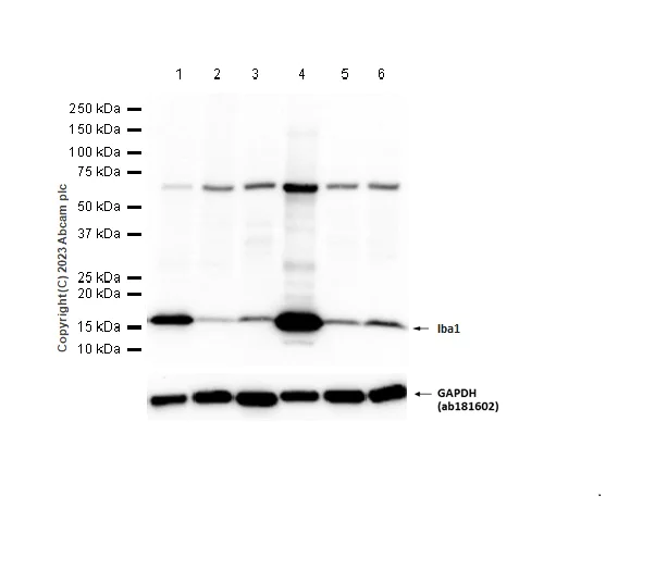Western blot - Anti-Iba1 antibody [EPR16589] - BSA and Azide free (AB221790)