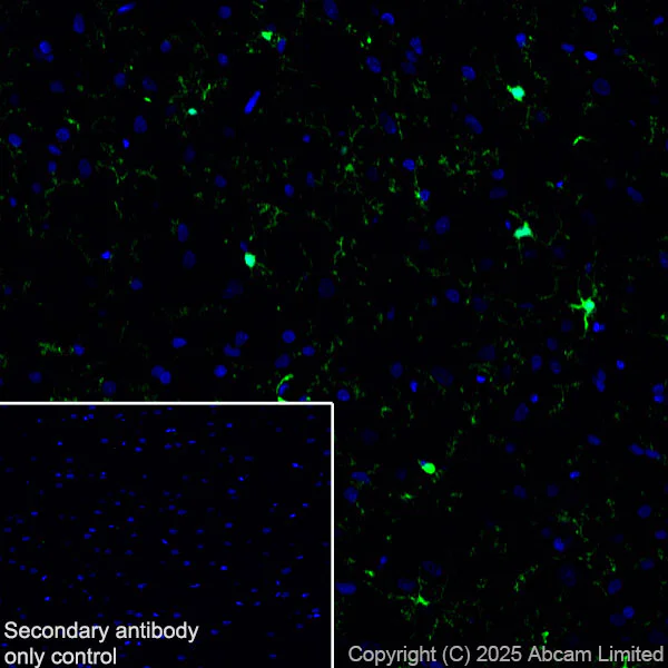 Immunohistochemistry (Frozen sections) - Anti-Iba1 antibody [EPR16589] - Microglia marker (AB178847)