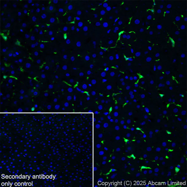 Immunohistochemistry (Frozen sections) - Anti-Iba1 antibody [EPR16589] - Microglia marker (AB178847)