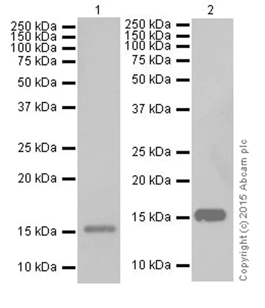 Western blot - Anti-Iba1 antibody [EPR16589] - Microglia marker (AB178847)