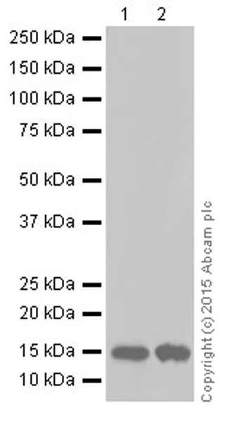 Western blot - Anti-Iba1 antibody [EPR16589] - Microglia marker (AB178847)