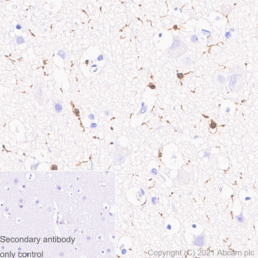 Anti-Iba1 antibody [EPR16589]. Rat Monoclonal (ab283346) | Abcam
