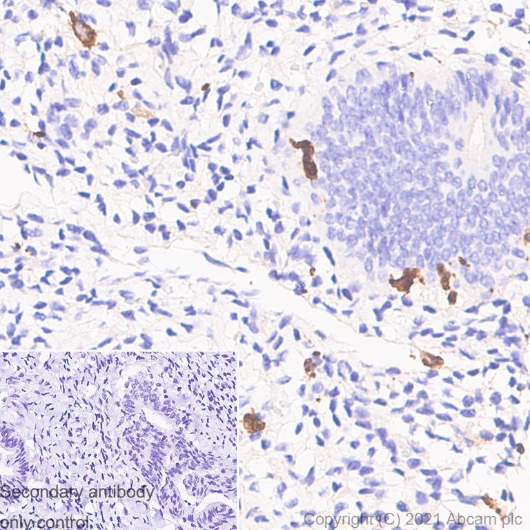 Immunohistochemistry (Formalin/PFA-fixed paraffin-embedded sections) - Anti-Iba1 antibody [EPR16589] - Microglia marker - Rat IgG2a (Chimeric) (AB283346)