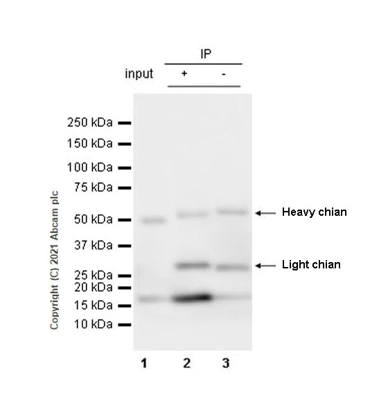 Immunoprecipitation - Anti-Iba1 antibody [EPR16589] - Microglia marker - Rat IgG2a (Chimeric) (AB283346)