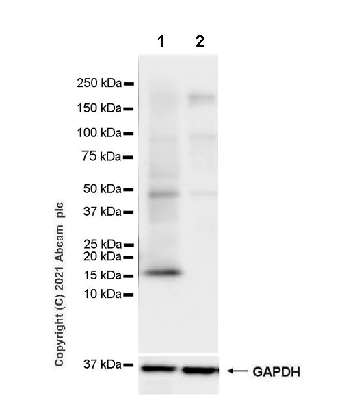 Western blot - Anti-Iba1 antibody [EPR16589] - Microglia marker - Rat IgG2a (Chimeric) (AB283346)
