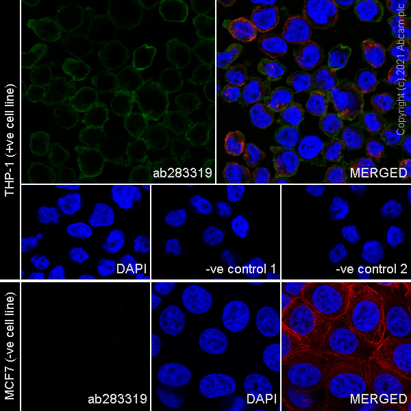 Immunocytochemistry/ Immunofluorescence - Anti-Iba1 antibody [EPR16589] - Mouse IgG1 (Chimeric) (ab283319), expandable thumbnail