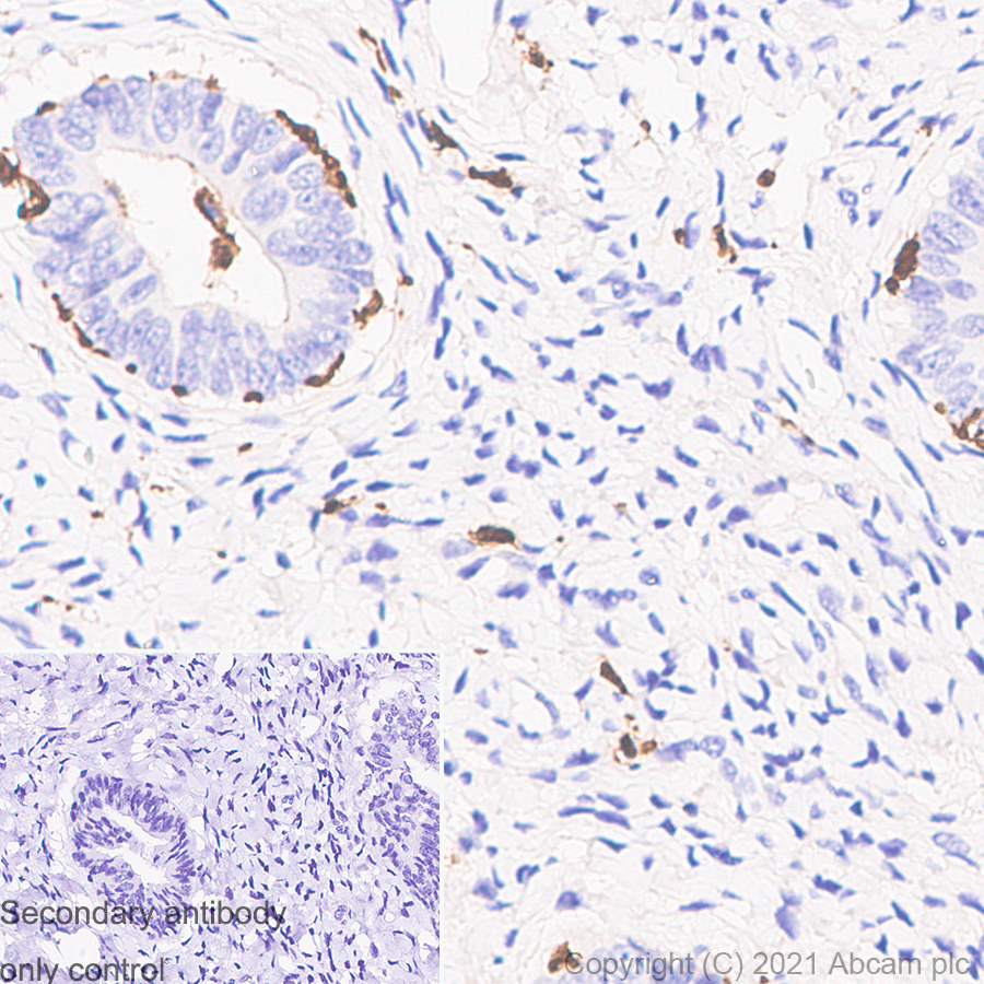 Immunohistochemistry (Formalin/PFA-fixed paraffin-embedded sections) - Anti-Iba1 antibody [EPR16589] - Mouse IgG1 (Chimeric) (AB283319), expandable thumbnail