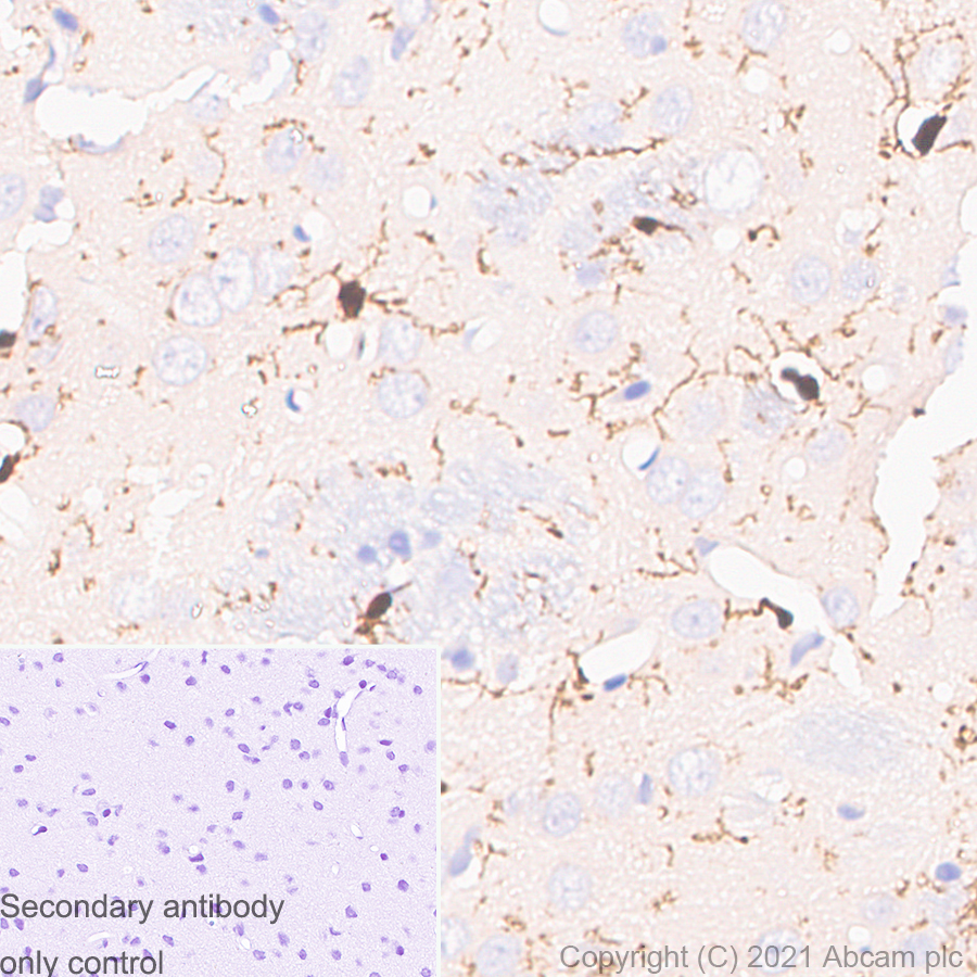 Immunohistochemistry (Formalin/PFA-fixed paraffin-embedded sections) - Anti-Iba1 antibody [EPR16589] - Mouse IgG1 (Chimeric) - BSA and Azide free (AB283342), expandable thumbnail