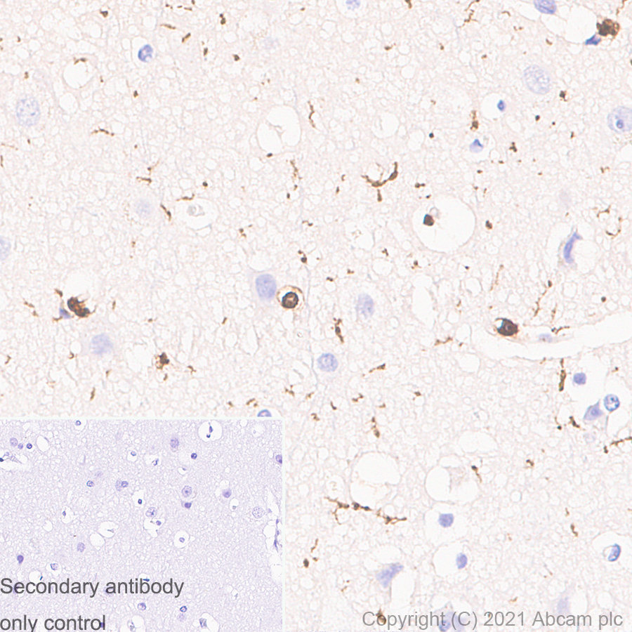 Immunohistochemistry (Formalin/PFA-fixed paraffin-embedded sections) - Anti-Iba1 antibody [EPR16589] - Mouse IgG1 (Chimeric) - BSA and Azide free (AB283342), expandable thumbnail