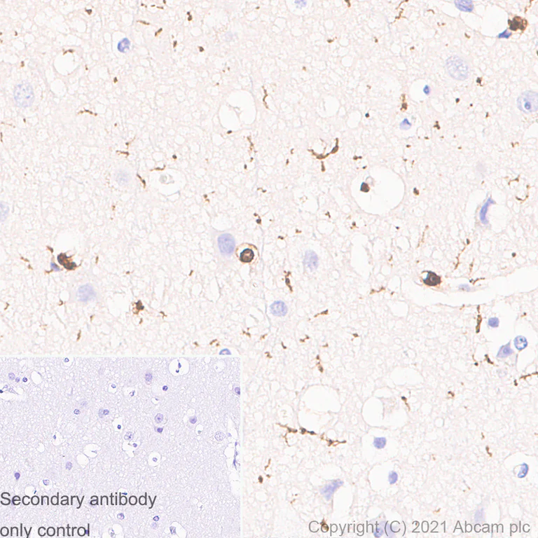 Immunohistochemistry (Formalin/PFA-fixed paraffin-embedded sections) - Anti-Iba1 antibody [EPR16589] - Mouse IgG1 (Chimeric) - BSA and Azide free (AB283342)