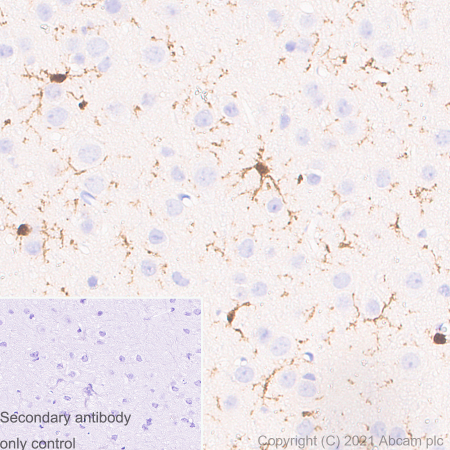 Immunohistochemistry (Formalin/PFA-fixed paraffin-embedded sections) - Anti-Iba1 antibody [EPR16589] - Mouse IgG1 (Chimeric) - BSA and Azide free (AB283342), expandable thumbnail