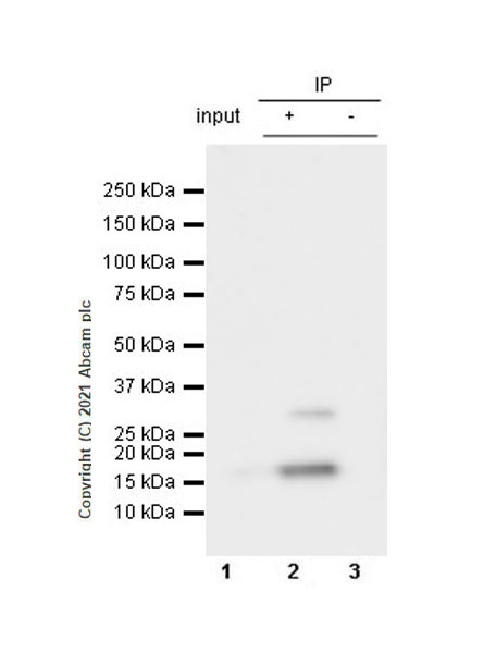 Immunoprecipitation - Anti-Iba1 antibody [EPR16589] - Mouse IgG1 (Chimeric) - BSA and Azide free (ab283342), expandable thumbnail