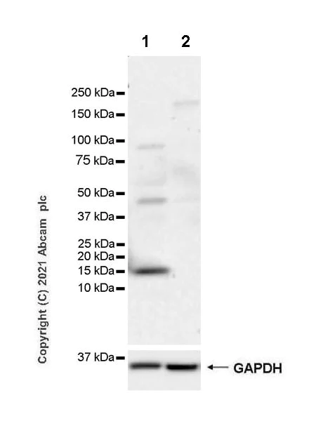 Western blot - Anti-Iba1 antibody [EPR16589] - Mouse IgG1 (Chimeric) - BSA and Azide free (AB283342)