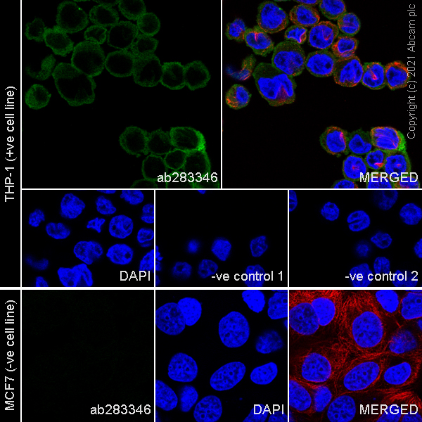Immunocytochemistry/ Immunofluorescence - Anti-Iba1 antibody [EPR16589] - Rat IgG2a (Chimeric) (AB283346), expandable thumbnail