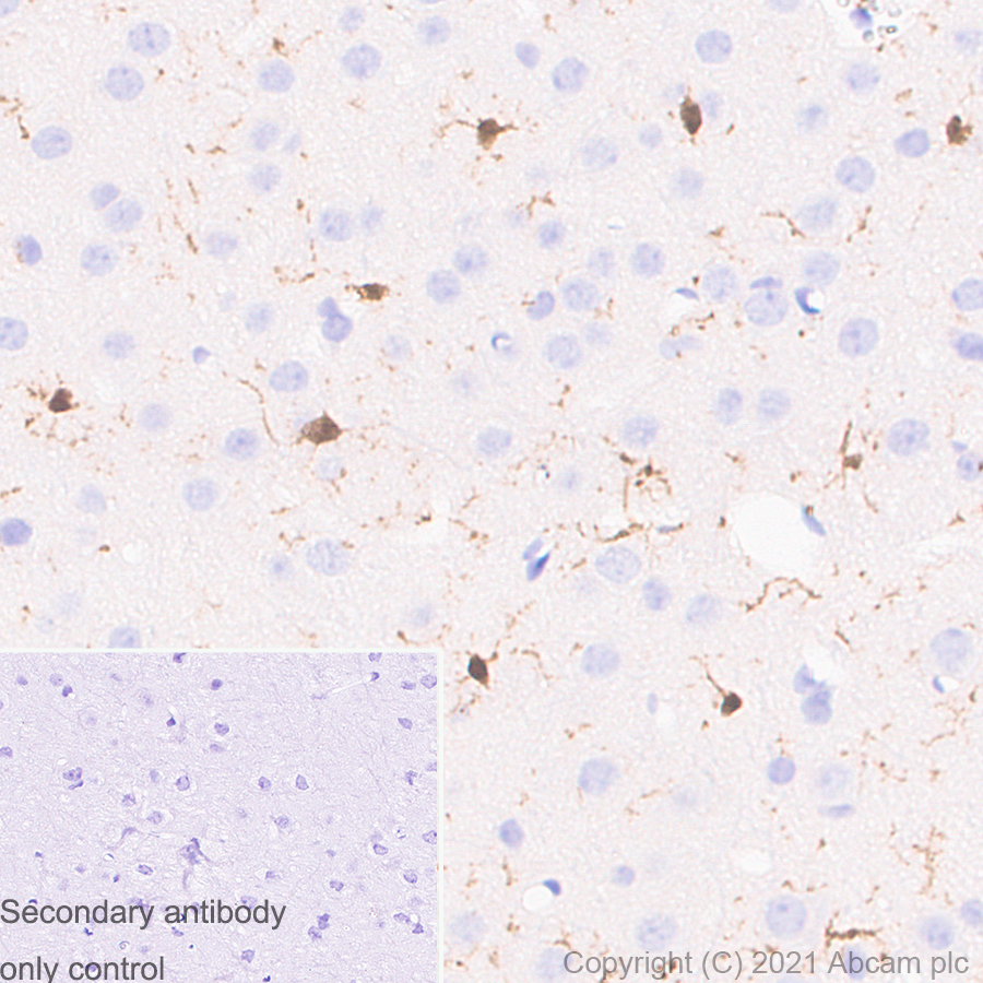 Immunohistochemistry (Formalin/PFA-fixed paraffin-embedded sections) - Anti-Iba1 antibody [EPR16589] - Rat IgG2a (Chimeric) (ab283346), expandable thumbnail