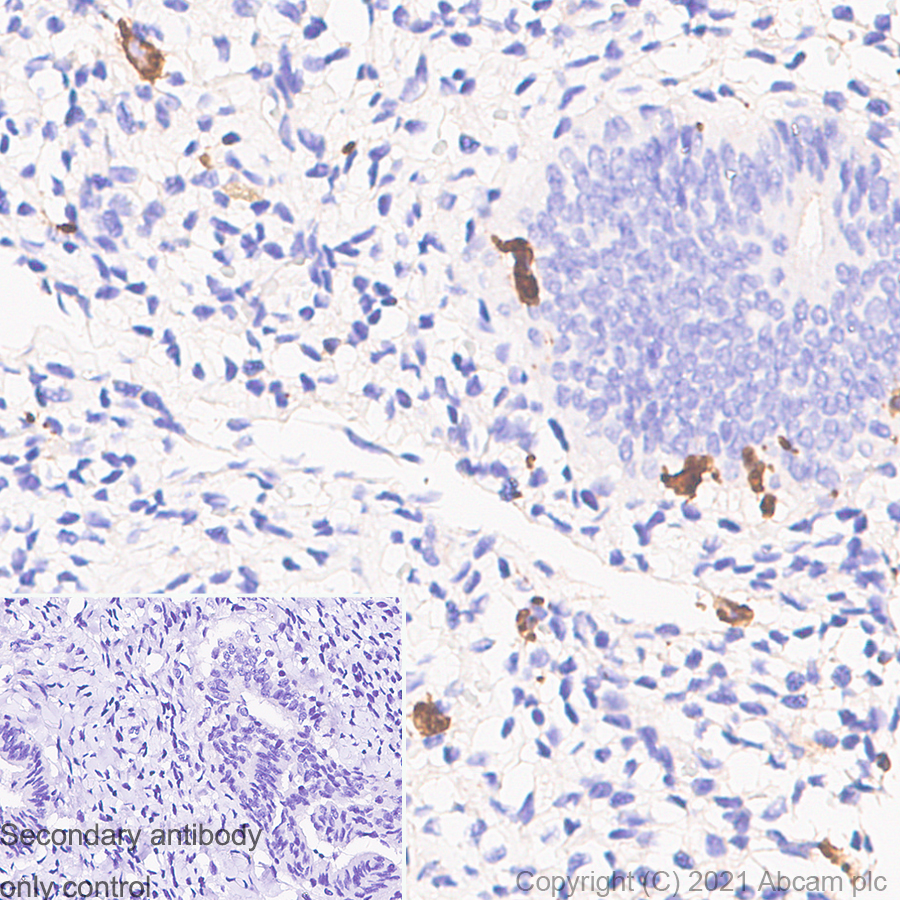 Immunohistochemistry (Formalin/PFA-fixed paraffin-embedded sections) - Anti-Iba1 antibody [EPR16589] - Rat IgG2a (Chimeric) (ab283346), expandable thumbnail
