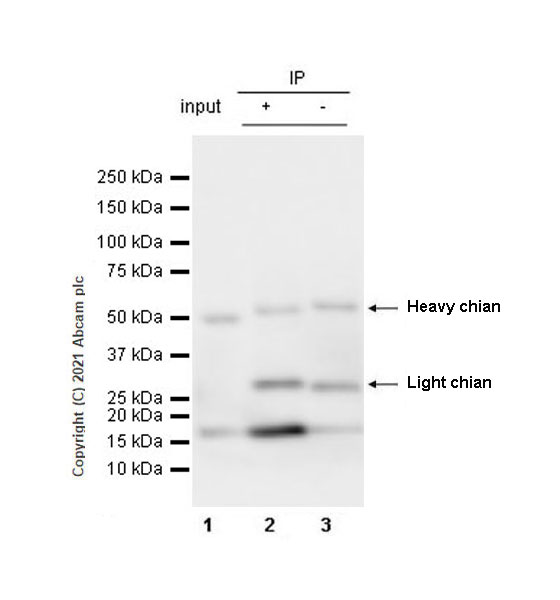 Immunoprecipitation - Anti-Iba1 antibody [EPR16589] - Rat IgG2a (Chimeric) (AB283346), expandable thumbnail