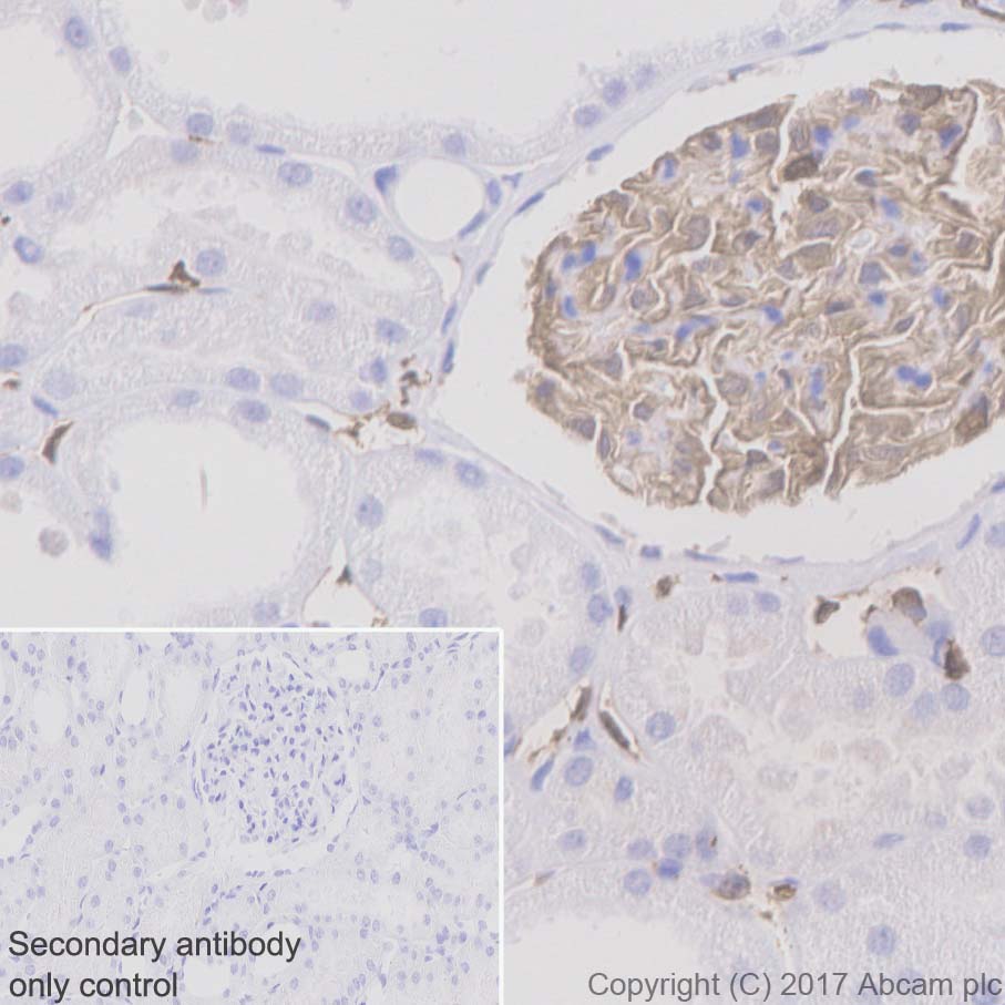 Immunohistochemistry (Formalin/PFA-fixed paraffin-embedded sections) - Anti-Iba1 antibody [EPR6136(2)] (AB178680), expandable thumbnail