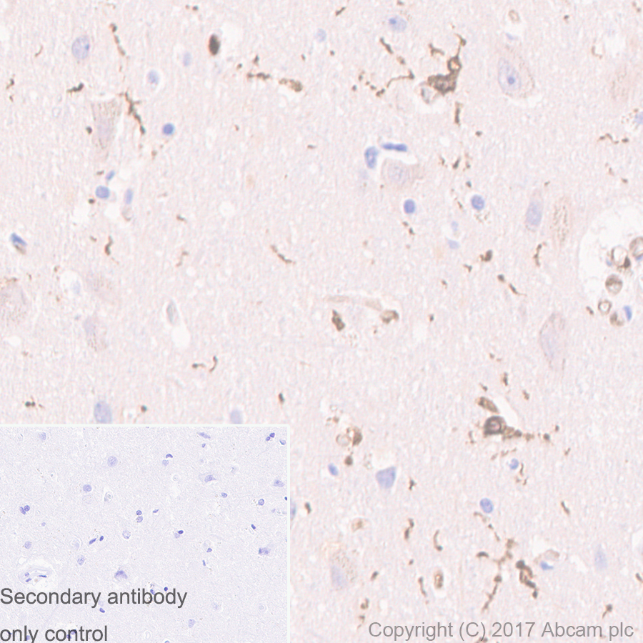 Immunohistochemistry (Formalin/PFA-fixed paraffin-embedded sections) - Anti-Iba1 antibody [EPR6136(2)] - Microglia marker (AB178680)