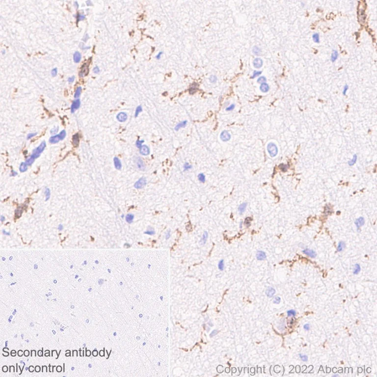Immunohistochemistry (Formalin/PFA-fixed paraffin-embedded sections) - Anti-Iba1 antibody [EPR6136(2)] - Microglia marker (AB178680)