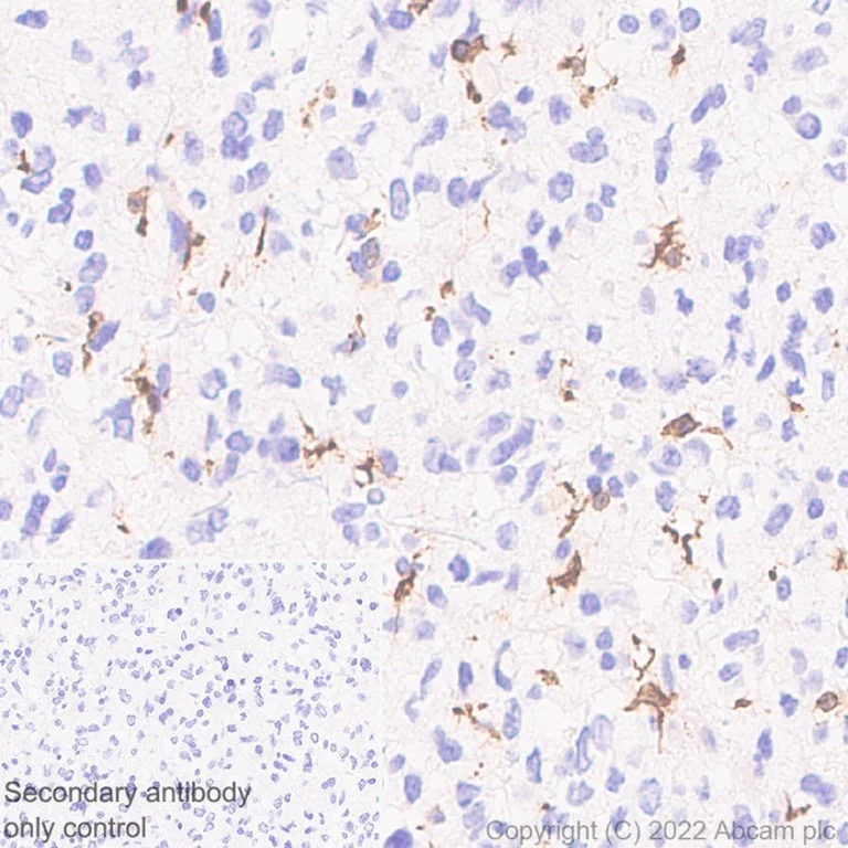 Immunohistochemistry (Formalin/PFA-fixed paraffin-embedded sections) - Anti-Iba1 antibody [EPR6136(2)] - Microglia marker (AB178680)