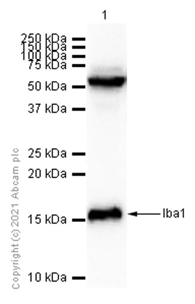 Western blot - Anti-Iba1 antibody [EPR6136(2)] - Microglia marker (AB178680)