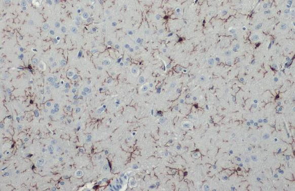 Immunohistochemistry (Formalin/PFA-fixed paraffin-embedded sections) - Anti-Iba1 antibody [HL22] - BSA and Azide free (AB289370)