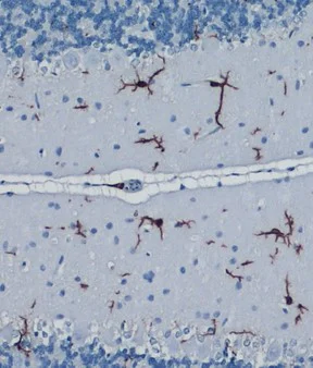 Immunohistochemistry (Formalin/PFA-fixed paraffin-embedded sections) - Anti-Iba1 antibody [HL22] - BSA and Azide free (AB289370)