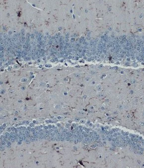 Immunohistochemistry (Formalin/PFA-fixed paraffin-embedded sections) - Anti-Iba1 antibody [HL22] - BSA and Azide free (AB289370)