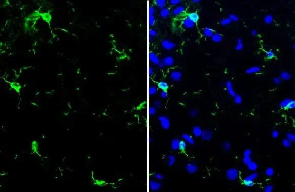Immunohistochemistry (Formalin/PFA-fixed paraffin-embedded sections) - Anti-Iba1 antibody [HL22] - BSA and Azide free (AB289370)