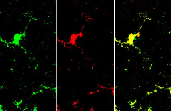 Immunohistochemistry (Frozen sections) - Anti-Iba1 antibody [HL22] - BSA and Azide free (AB289370)