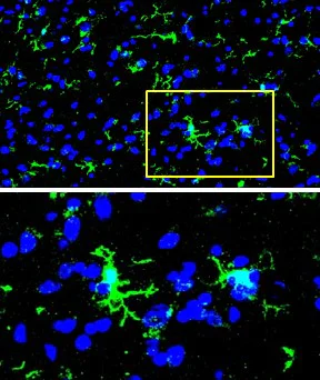 Immunohistochemistry (Frozen sections) - Anti-Iba1 antibody [HL22] - BSA and Azide free (AB289370)