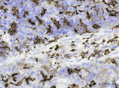 Immunohistochemistry (Formalin/PFA-fixed paraffin-embedded sections) - Anti-Iba1 antibody - Microglia marker (AB107159)