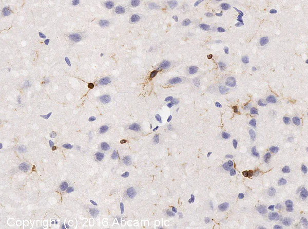 Immunohistochemistry (Formalin/PFA-fixed paraffin-embedded sections) - Anti-Iba1 antibody - Microglia marker (AB108539)