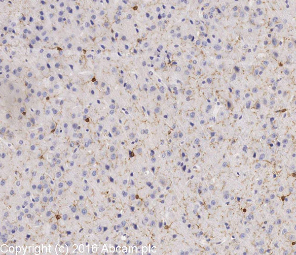 Immunohistochemistry (Formalin/PFA-fixed paraffin-embedded sections) - Anti-Iba1 antibody - Microglia marker (AB108539)
