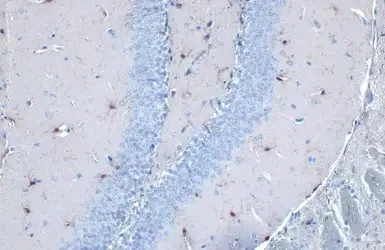 Immunohistochemistry (Formalin/PFA-fixed paraffin-embedded sections) - Anti-Iba1 antibody - Microglia marker (AB153696)