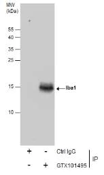 Immunoprecipitation - Anti-Iba1 antibody - Microglia marker (AB153696)