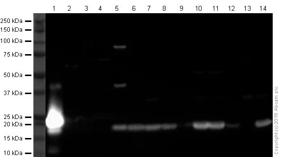 Western blot - Anti-Iba1 antibody - Microglia marker (AB153696)