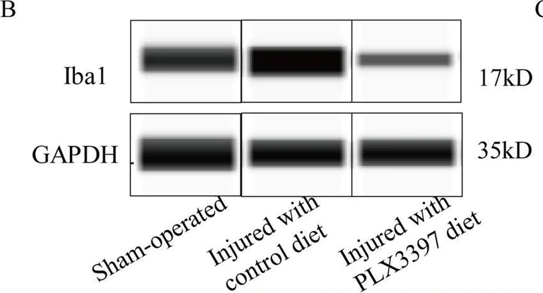 Western blot - Anti-Iba1 antibody - Microglia marker (AB153696)