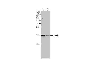 Western blot - Anti-Iba1 antibody - Microglia marker (AB153696)