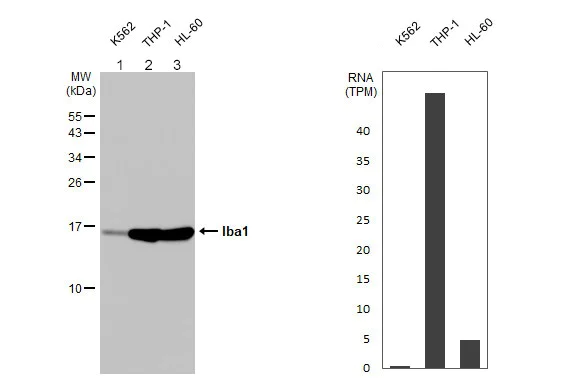 Western blot - Anti-Iba1 antibody - Microglia marker (AB153696)