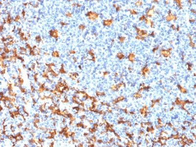 Immunohistochemistry (Formalin/PFA-fixed paraffin-embedded sections) - Anti-Iba1 antibody [rAIF1/1909] - BSA and Azide free (AB237830), expandable thumbnail