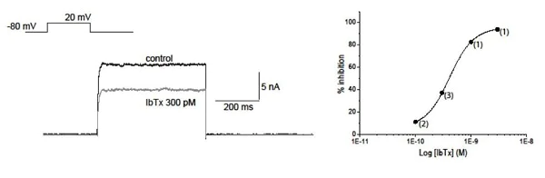 Functional Studies - Iberiotoxin, high-conductance K+ channel blocker (AB120379)