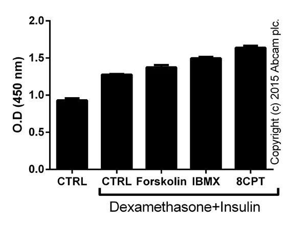 Functional Studies - IBMX, Non-specific cAMP and cGMP inhibitor (AB120840)