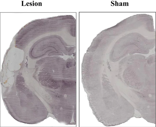 Functional Studies - Ibotenic acid, excitotoxic agonist (AB120041)