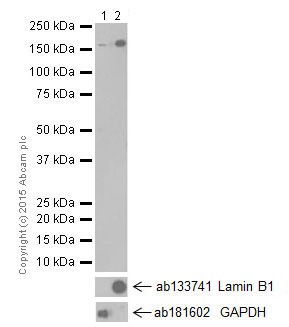 Western blot - Anti-IBP160 antibody [EPR16942] (AB205303)
