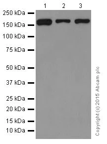 Western blot - Anti-IBP160 antibody [EPR16942] - BSA and Azide free (AB251425)