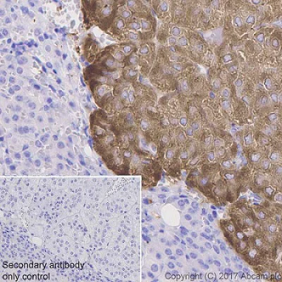 Immunohistochemistry (Formalin/PFA-fixed paraffin-embedded sections) - Anti-ICA 512/PTPRN antibody [EPR20718] (AB207750)